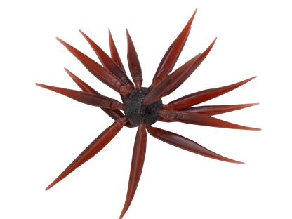 HIDEUP COIKE FISH Elastomer  M SIZE